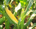 Lynden FFA Corn Maze