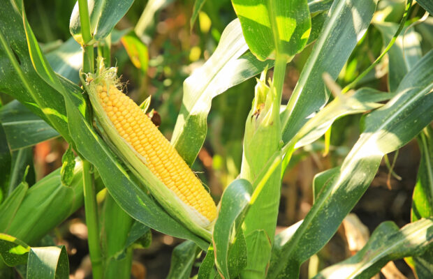 Lynden FFA Corn Maze Lynden FFA Corn Maze